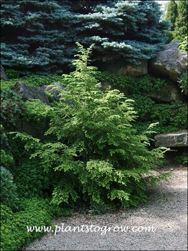 This tree gets some direct light but is mostly in different degrees of shade.